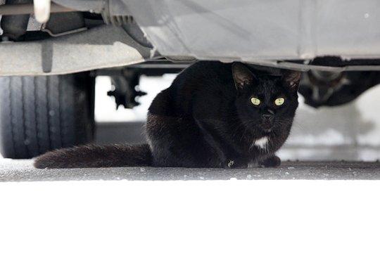 太田区のねこ