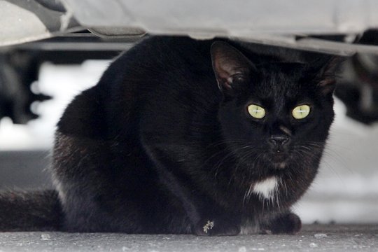 太田区のねこ