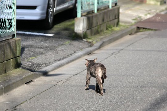 太田区のねこ