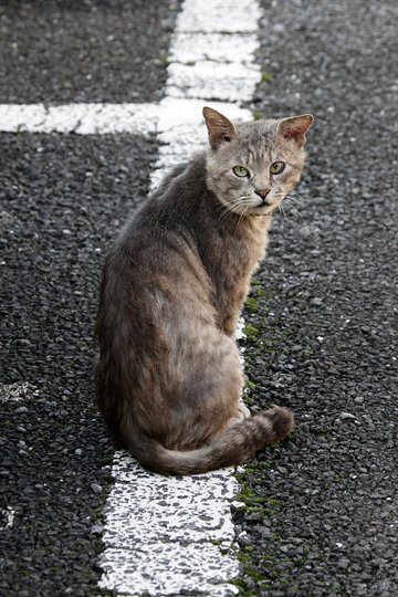 太田区のねこ