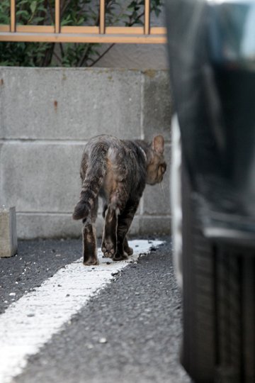 太田区のねこ