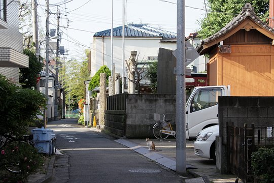 太田区のねこ