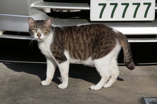 太田区のねこ