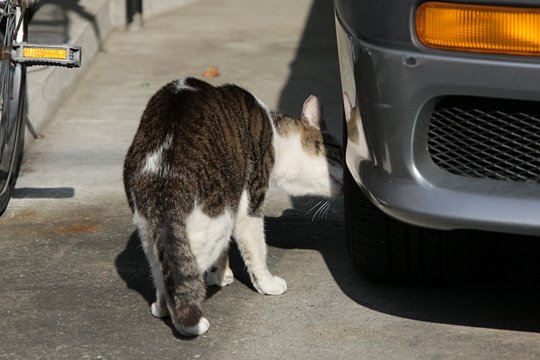 太田区のねこ