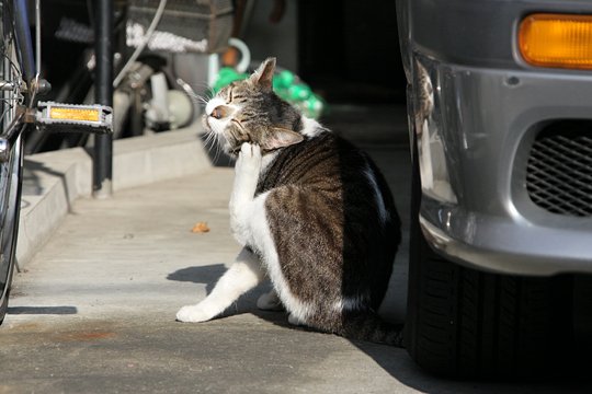 太田区のねこ