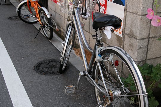 太田区のねこ