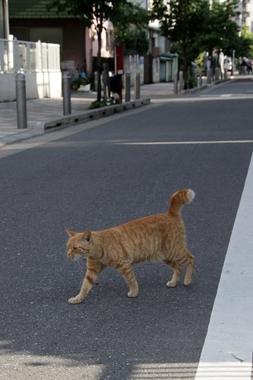 太田区のねこ