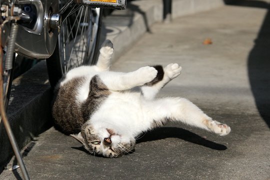太田区のねこ