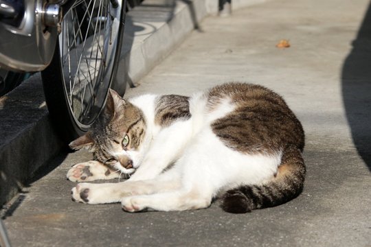 太田区のねこ