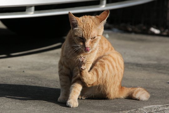 太田区のねこ