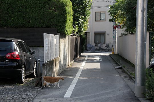 太田区のねこ