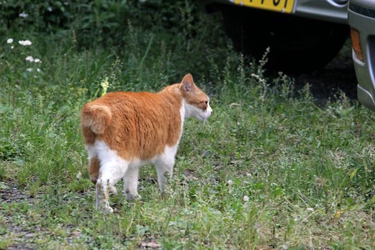 太田区のねこ