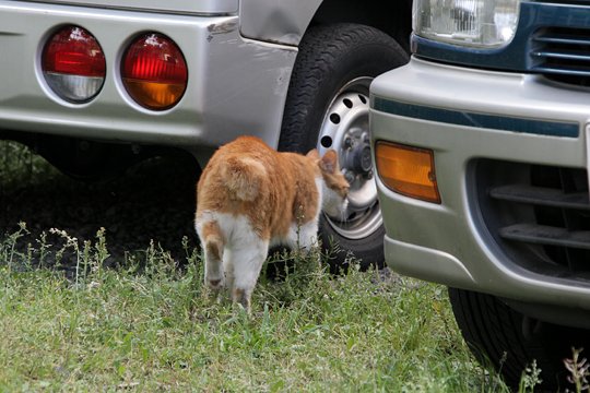 太田区のねこ