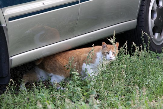 太田区のねこ