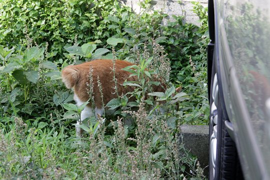 太田区のねこ