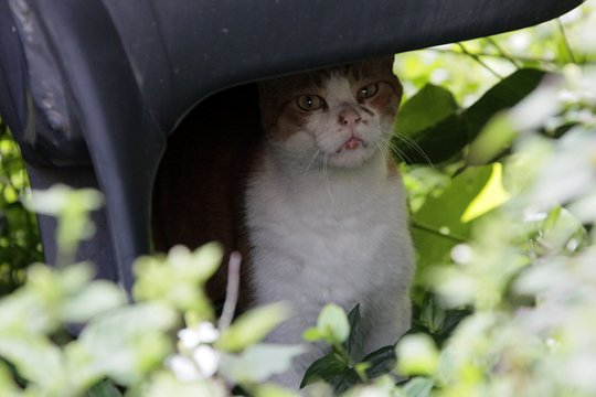 太田区のねこ