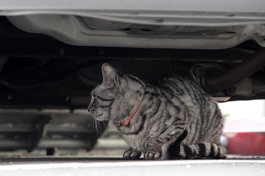 太田区のねこ