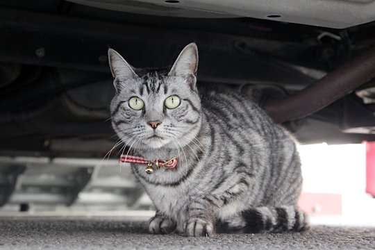 太田区のねこ