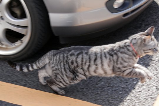 太田区のねこ