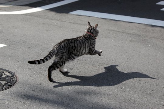 太田区のねこ