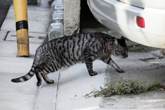 太田区のねこ
