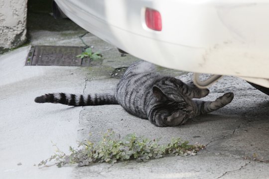 太田区のねこ