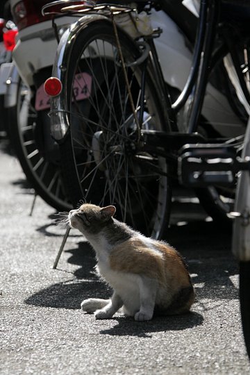太田区のねこ