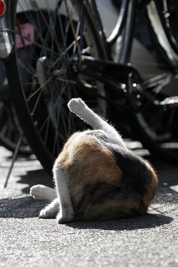 太田区のねこ