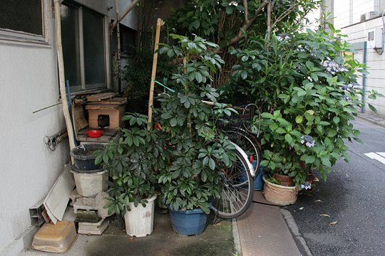 太田区のねこ