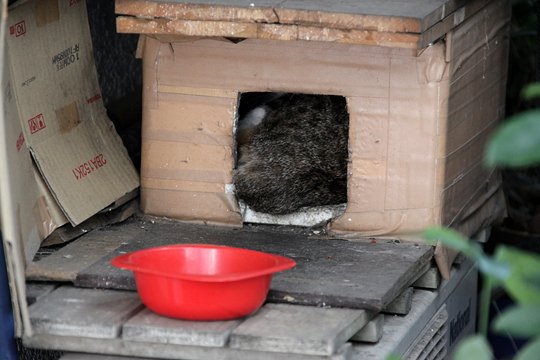 太田区のねこ