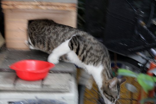 太田区のねこ