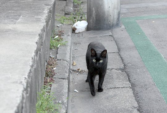 太田区のねこ