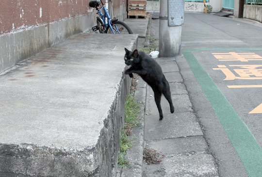 太田区のねこ