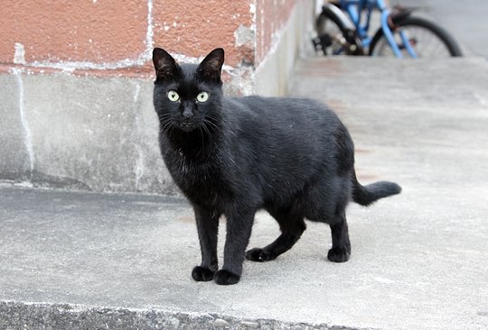 太田区のねこ