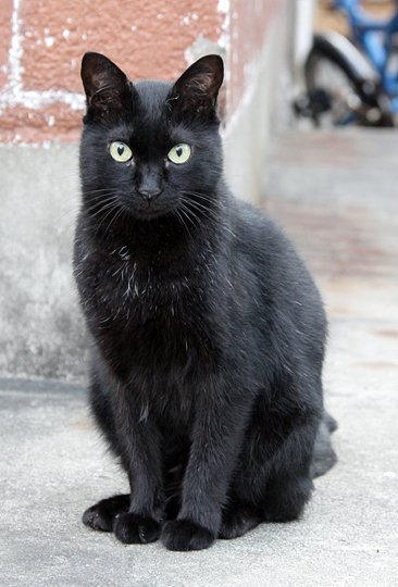 太田区のねこ