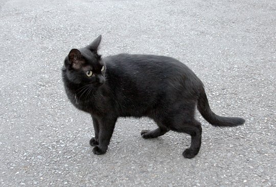 太田区のねこ