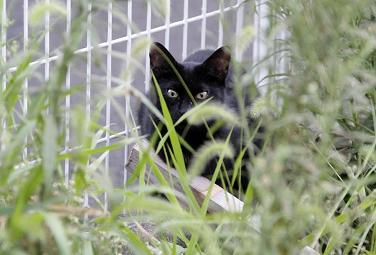 太田区のねこ