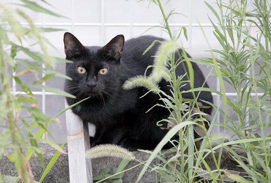 太田区のねこ
