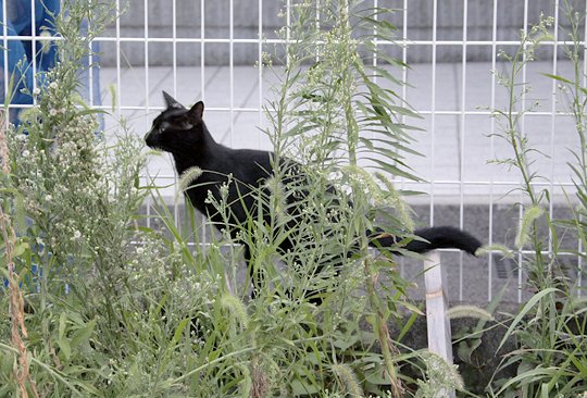 太田区のねこ