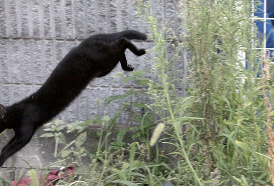 太田区のねこ