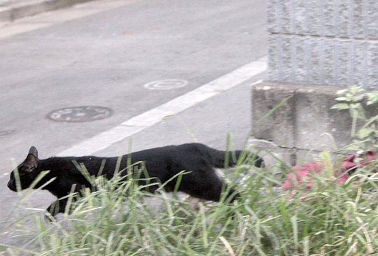 太田区のねこ