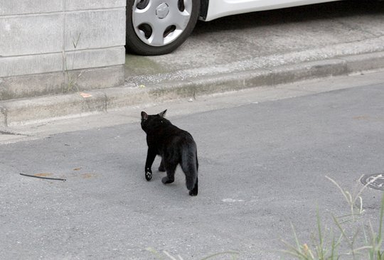 太田区のねこ