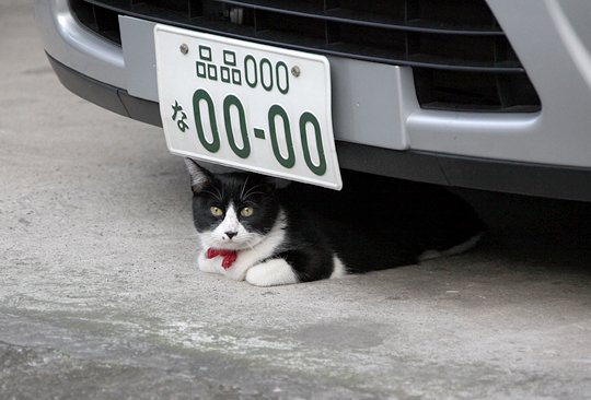 太田区のねこ