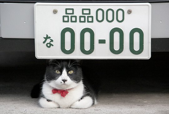 太田区のねこ
