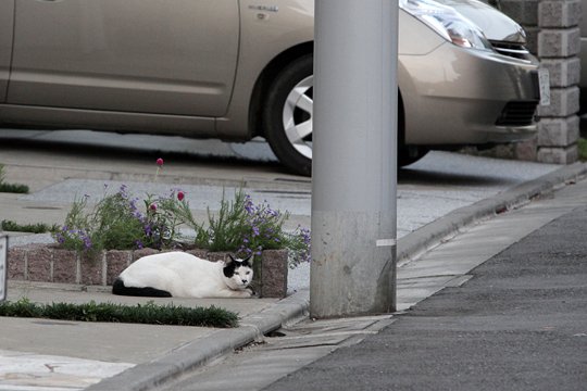 太田区のねこ