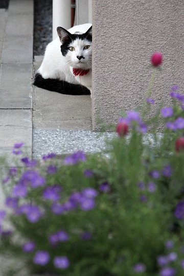 太田区のねこ