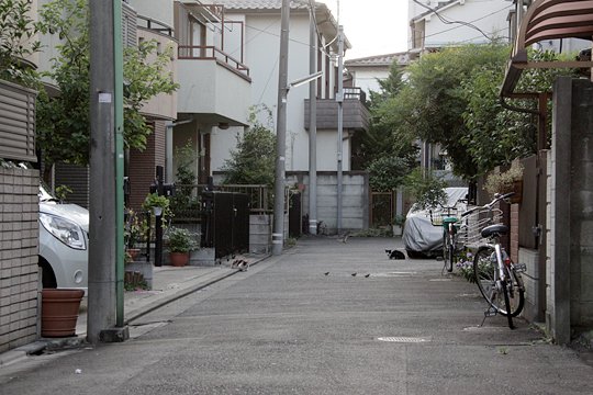 太田区のねこ