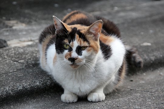 太田区のねこ