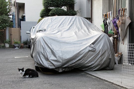 太田区のねこ