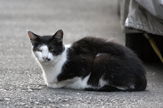太田区のねこ